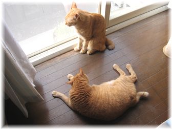 茶トラ~ず 3