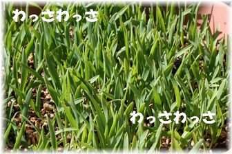 �����Υ���åȥ��饹
