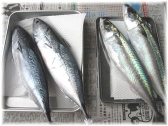 10.2 朝一 宗田鰹&さば