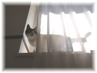 チャンちゃんに追いかけられるスーちゃん
