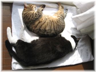 2007.3.7 タロウ&ナオミ