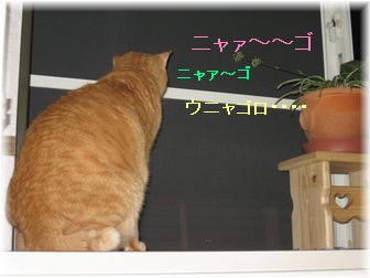 2007.5.17 ボムボム ナ~ゴ