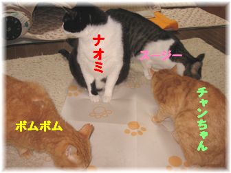 またたびシート