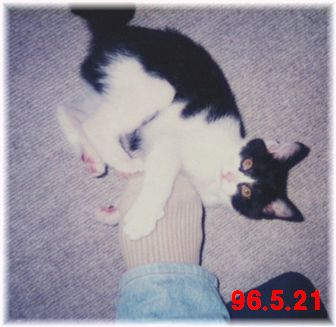 96.5.21