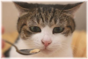 ヨーダ?スーちゃん
