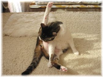 2007.2.9 ���������