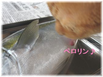 ¥¤¥Ê¥À¤È¥Ü¥à¥Ü¥à