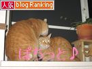 茶トラ~ずバナー