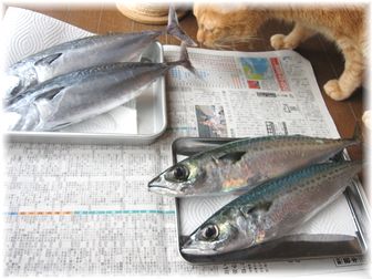 お魚とボムボム