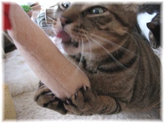 2007.3.9 エビフライキッカー5