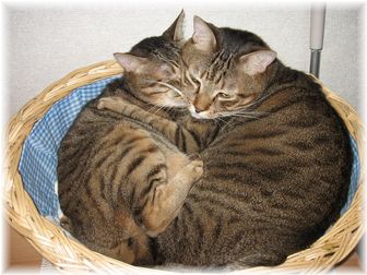 タロウ&ドリル