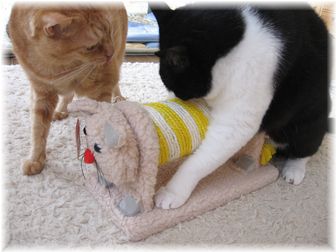 2007.5.23 フェリスキャット