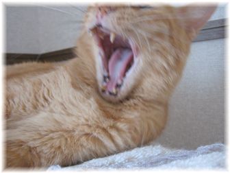 フワァ~~~