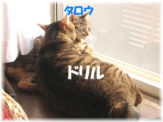 親子で日向ぼっこ