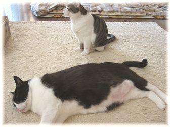 ナオミとスーちゃん