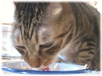 ご飯中のタロウ