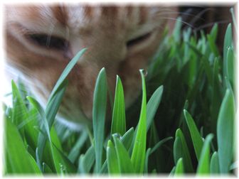 朝露 キャットグラス
