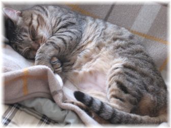 2007.4.25 タロウ