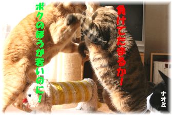 負けるもんかっ!