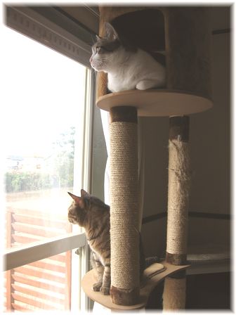キャットタワー タロウ&スーちゃん(朝)