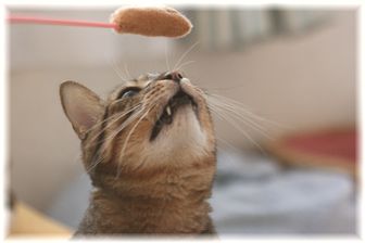 あ!じゃらし~♪ドリル