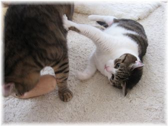 2007.3.9 エビフライ(スーちゃん)3
