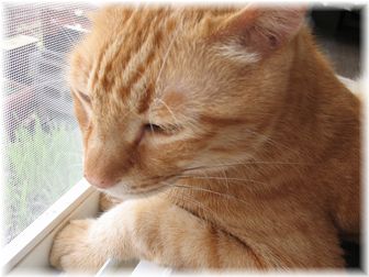 2007.7.28 チャンちゃん
