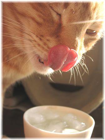 氷水大好き!チャンちゃん2
