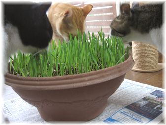 キャットグラス