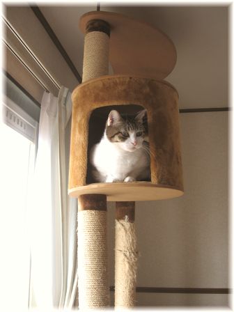 キャットタワー 家入りスーちゃん