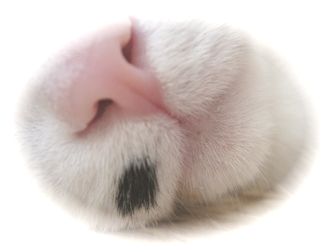 ナオミのほくろ