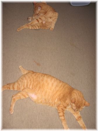 ボムボムとチャンちゃん