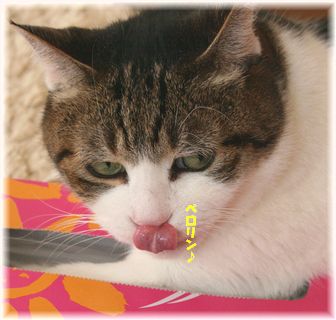 ティッシュケースIN