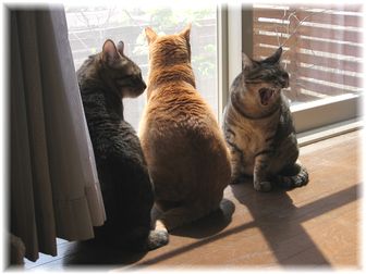 2007.4.23 3にゃん
