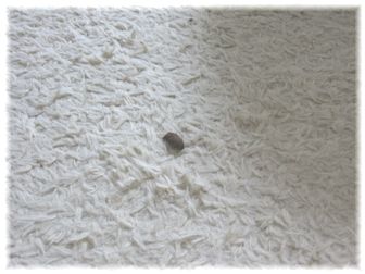 またたびの実