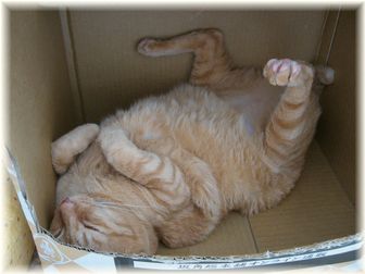 2007.6.27 ひっくり返るボムボム