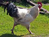800px-Rooster_1_AB