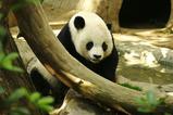 Lightmatter_panda