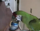 �ɤ��ߤƤ������Ƥ�Ȥ����פ��ʤ��̥����ץʡ�