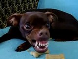 �ǥӥ륤��