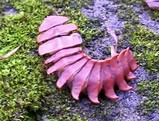 三葉虫っぽい謎の虫くんだよー