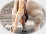 ���ѥ���ĤλȤ���