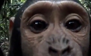 カメラを見つけた<b>チンパンジー</b>たちの行動:ビタミンDX