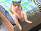 �ͥ���äƤ�Τ������ޤä��󤹤�