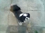 �ࡼ�󥦥������äݤ�ư������������