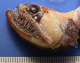 深海の生物スライドショー