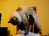 �ͥ�˹��