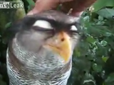 Ƭ��ʤǤ��Ƶ������褵�����ʥե�����