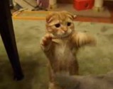 ���������ˤ��襤���ơ�