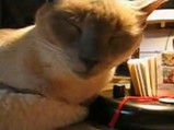 ̲������ͥ�